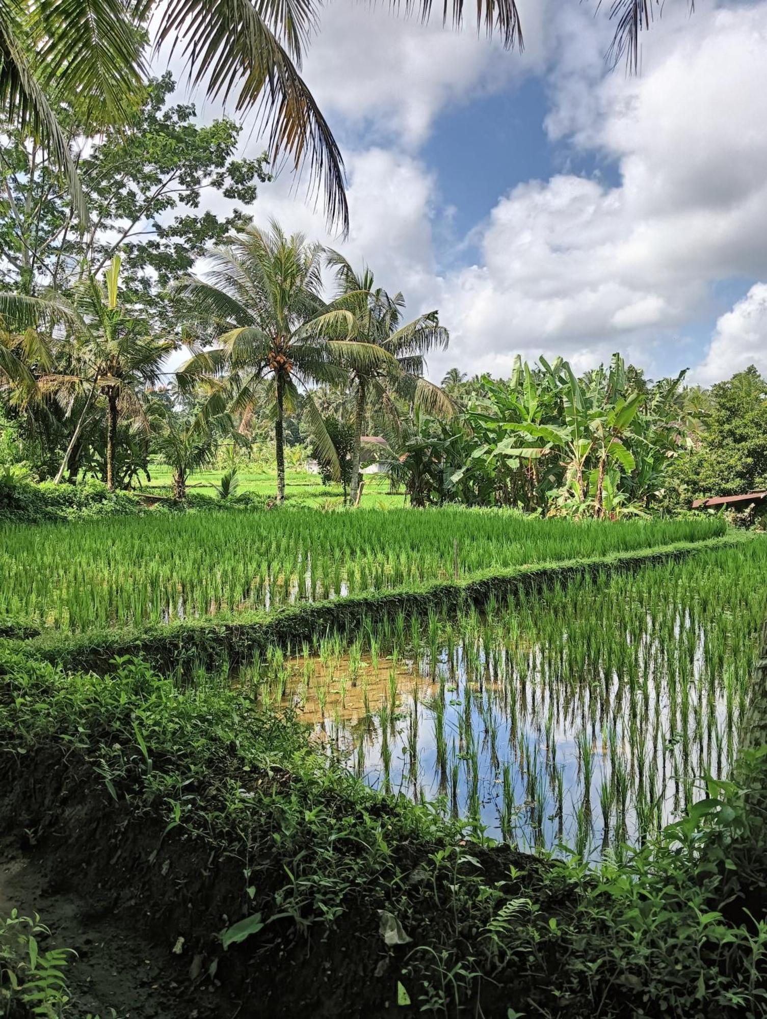 Rumah Guci Ubud  Exterior photo